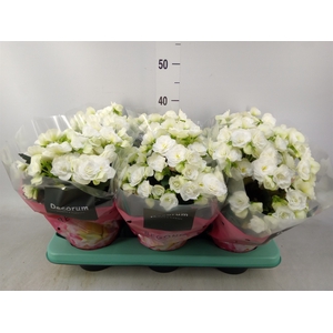 Begonia elat. DU 'Move2Joy White'
