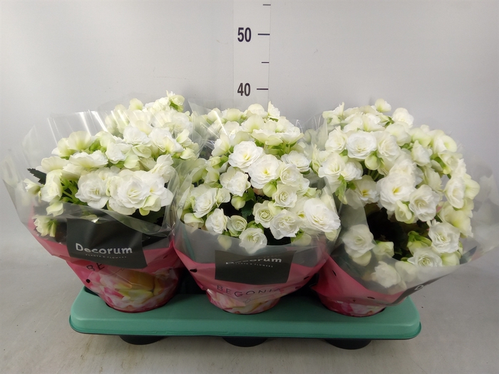<h4>Begonia elat. DU 'Move2Joy White'</h4>