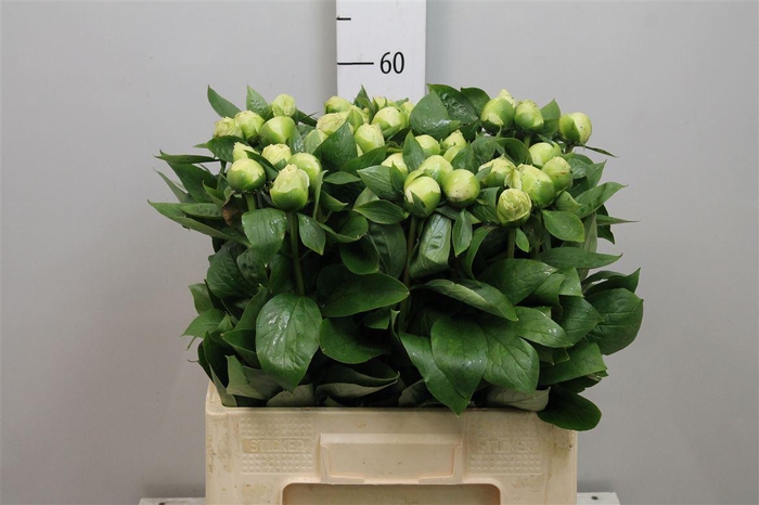 <h4>Paeo Duches D Nemo</h4>