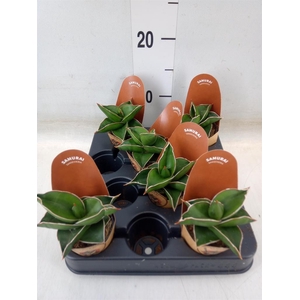 Sansevieria cyl.  ...