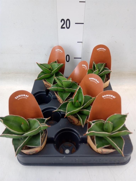 <h4>Sansevieria cyl.  ...</h4>