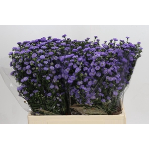 Aster Baby Blue