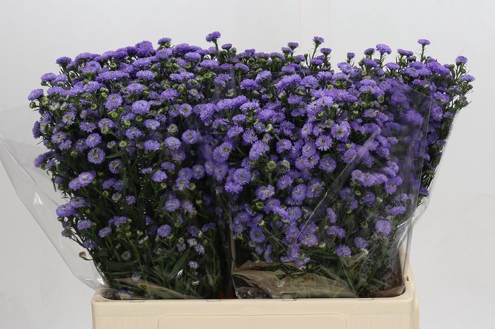 <h4>Aster Baby Blue</h4>