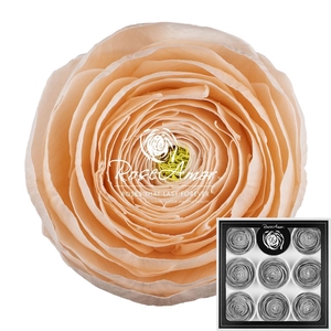 Ranunculus Pea89