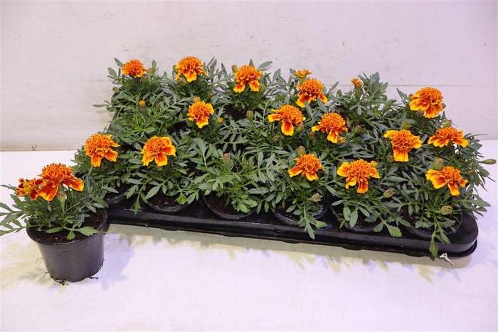 <h4>Tag Pa Orange Red</h4>