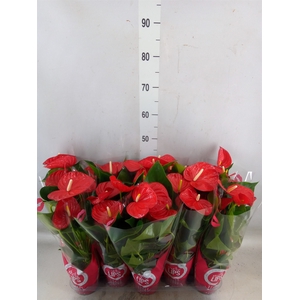 Anthurium andr. 'Minnesota'
