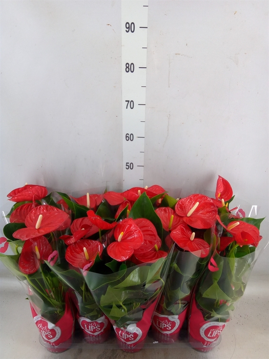 <h4>Anthurium andr. 'Minnesota'</h4>
