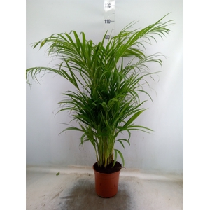 Dypsis lutescens   ...Chrysalidoca