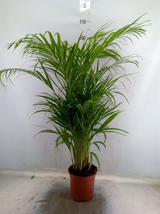 <h4>Dypsis lutescens   ...Chrysalidoca</h4>