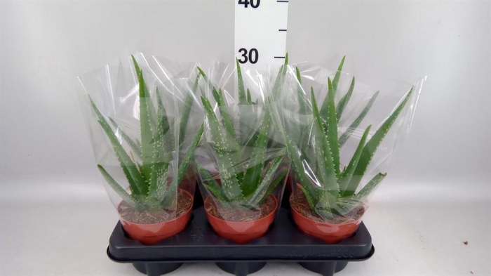 <h4>Aloe vera</h4>