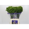 Trachelium Jade