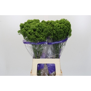 Trachelium Jade