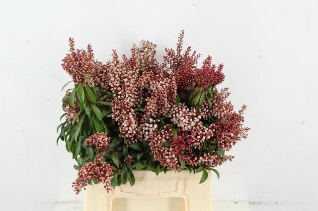 <h4>PIERIS BONFIRE PER BUNCH</h4>
