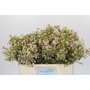 Chamelaucium Morning Delight