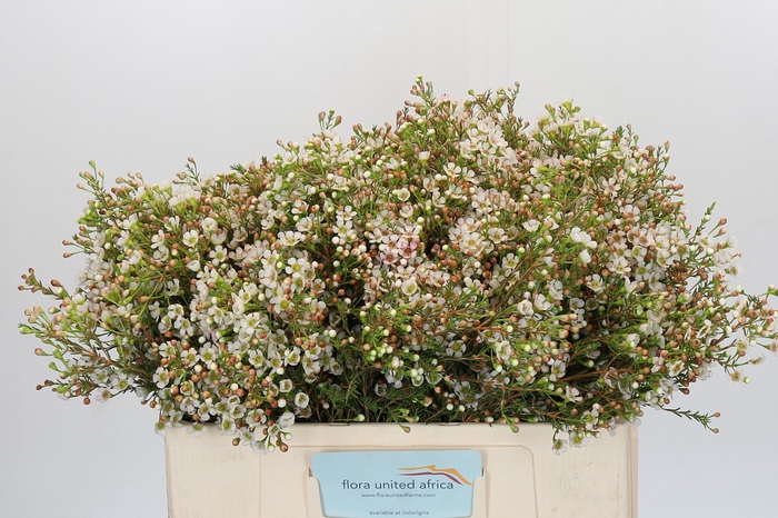 <h4>Chamelaucium Morning Delight</h4>