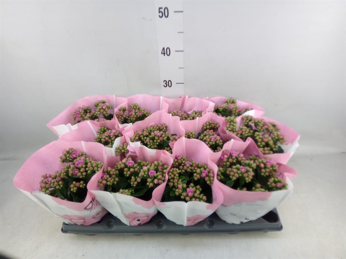 <h4>Kalanchoe   ...</h4>