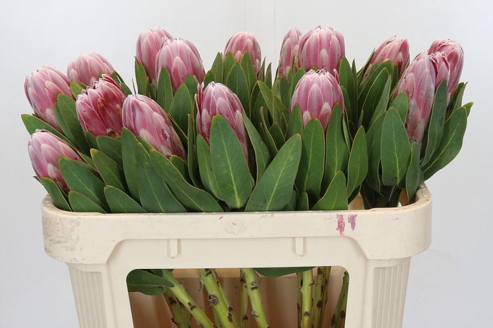 <h4>Protea Carnival</h4>