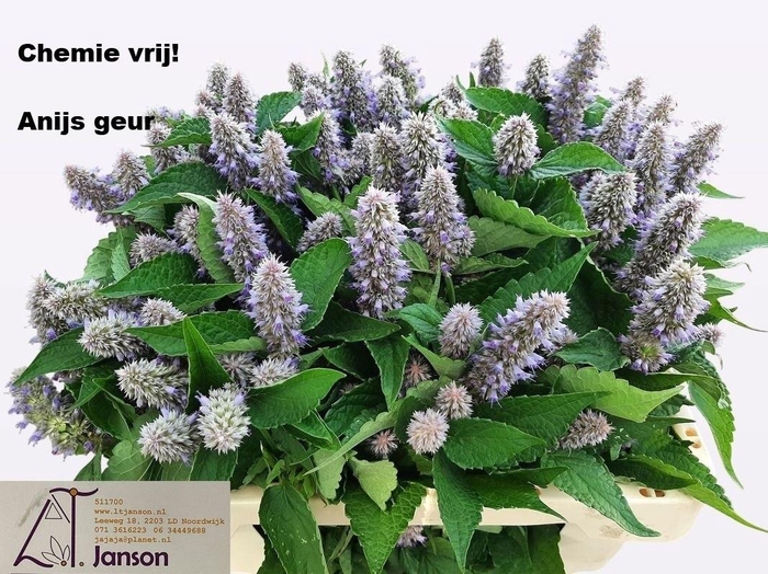 <h4>AGASTACHE OV</h4>