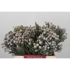 Kaaps Groen Silver Brunia