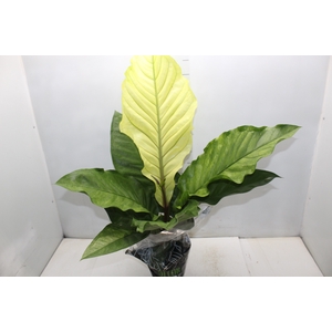 ANTHURIUM HOOKERI P19
