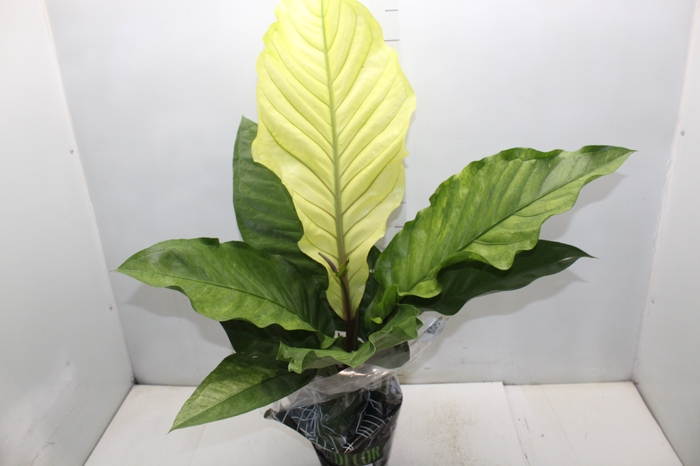 ANTHURIUM HOOKERI P19