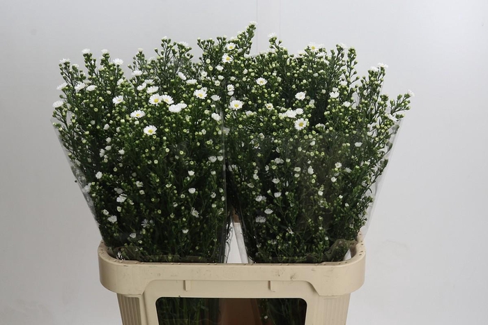 <h4>Aster Paquita</h4>