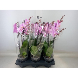 Phalaenopsis multi. 'Beaution'