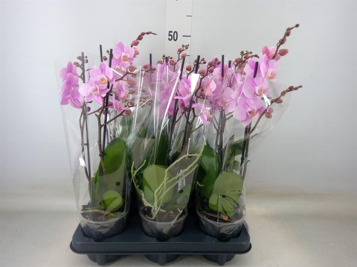 <h4>Phalaenopsis multi. 'Beaution'</h4>