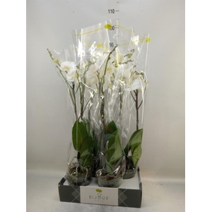 Phalaenopsis   ...white