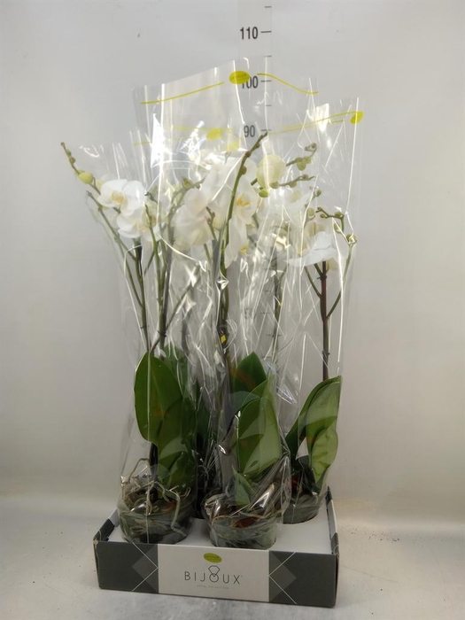 <h4>Phalaenopsis   ...white</h4>
