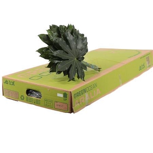 ARALIA 30 CM GREEN OCEAN