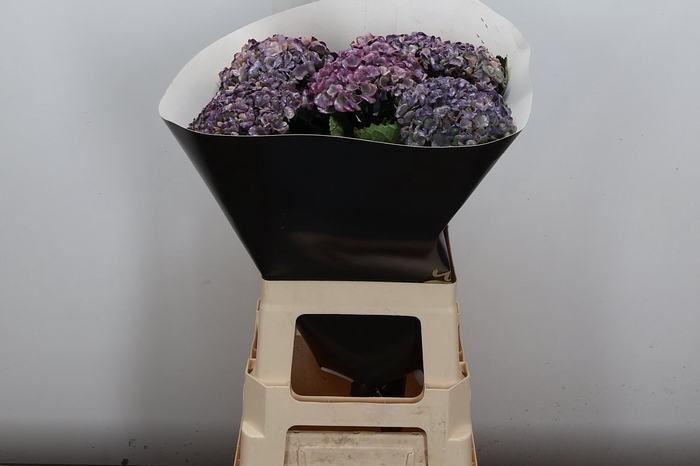 <h4>Hydr Wx (rc) Goud</h4>