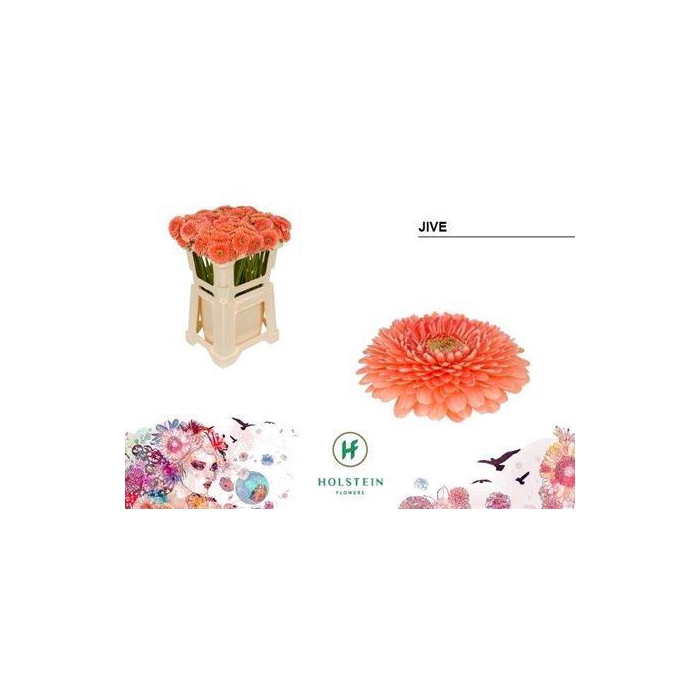 <h4>Ge Mi Pom Jive</h4>