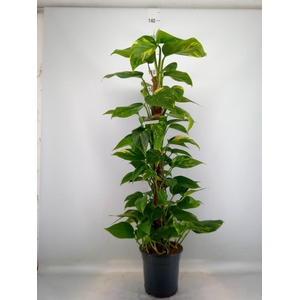 Epipremnum pinn.   ...moss stick