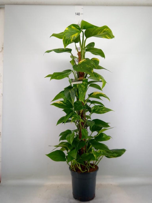 <h4>Epipremnum pinn.   ...moss stick</h4>