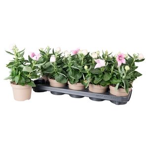 Platycodon grand. 'Astra Pink'
