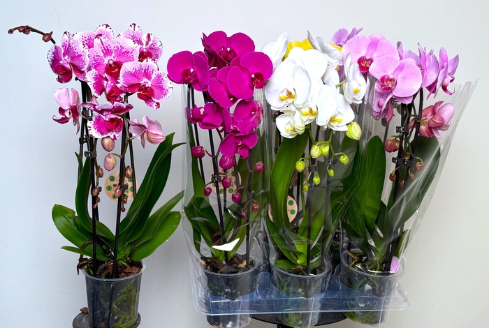 <h4>PHAL EL CASCADE</h4>