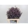 Limonium Safora Lilac