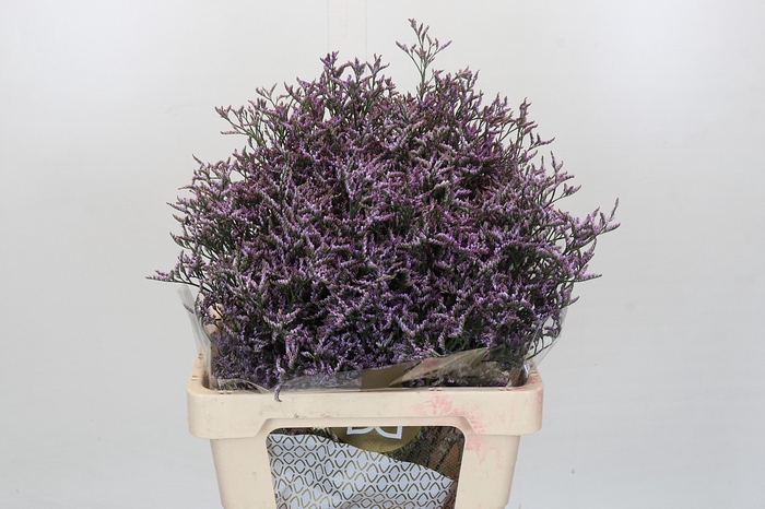 <h4>Limonium Safora Lilac</h4>