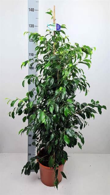 <h4>Ficus benja. 'Danielle'</h4>