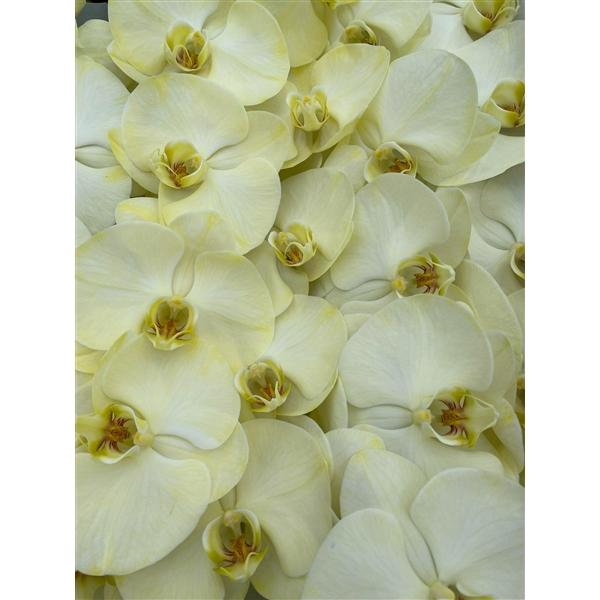 <h4>Phal Coloured Yellow</h4>