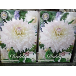 Dahlia   ...flowerbulbs