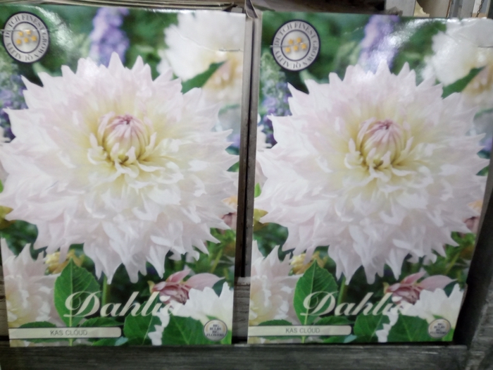 <h4>Dahlia   ...flowerbulbs</h4>