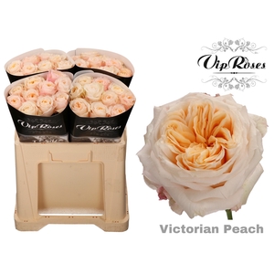 R GR VICTORIA PEACH@