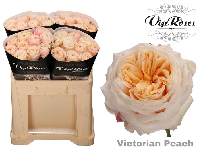R GR VICTORIA PEACH@