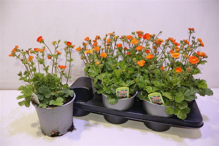 <h4>Geum Co Borisii</h4>