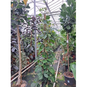 Tetrastigma Voinierianum 250