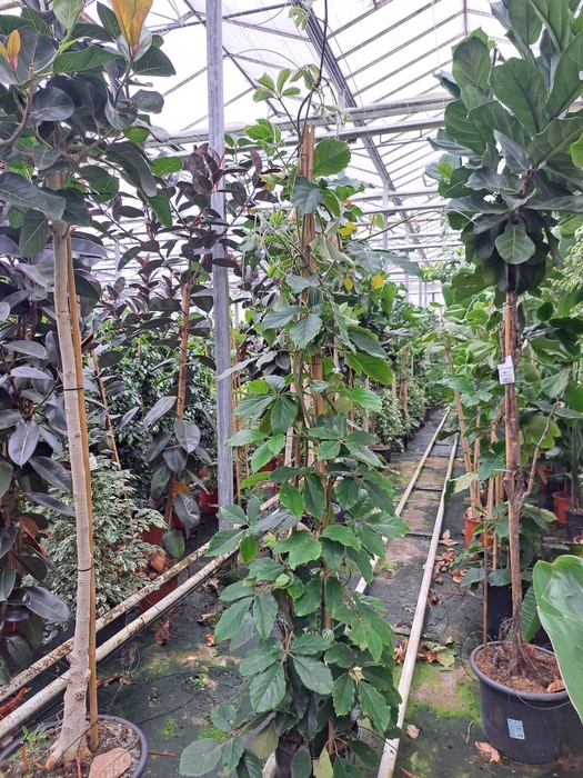 <h4>Tetrastigma Voinierianum 250</h4>