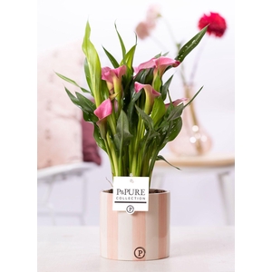 Zantedeschia pink in P&PURE Eline 2 ceramics pink