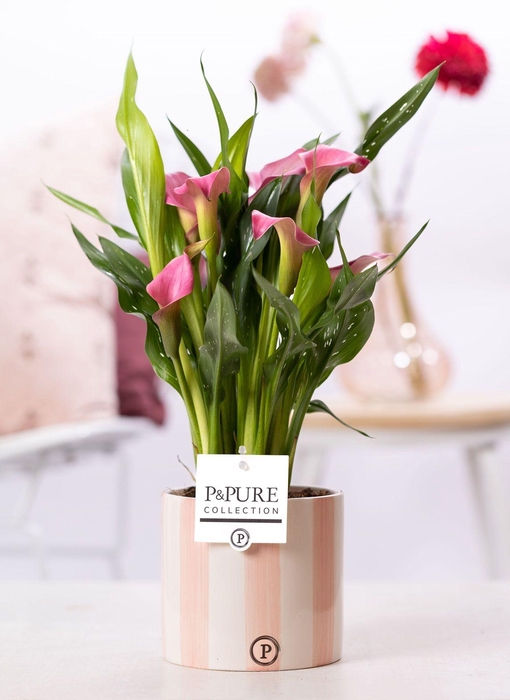 <h4>Zantedeschia pink in P&PURE Eline ceramics pink</h4>